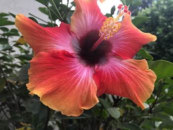 Pink Hibiscus Flower